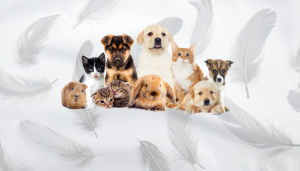 Colchester Pet Store Pet Shop Colchester Pet Food Pet Supplies Accessories